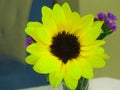 Yellow Gerbera, Transvaal daisy and blue flower. Royalty Free Stock Photo