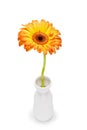 Yellow Gerbera in vase on white background. Daisy flowet in vase