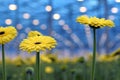 Yellow gerberas grow in modern greenhouse Royalty Free Stock Photo