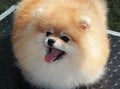 A yellow German pomeranian with opened mouth.