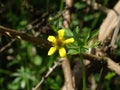 Yellow Geum japonicum blossom spotted in the Kraichgau region