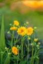 Yellow geum lady stratheden flowers in a flower bed at golden hour as the setting sun reflects against a brick garden wall Royalty Free Stock Photo