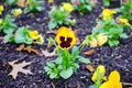 Yellow Ghost face flower