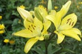 Yellow giant asian lily flowers Royalty Free Stock Photo