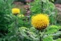 Yellow Giant Cornflower Centaurea macrocephala with a bee collecting pollen Royalty Free Stock Photo