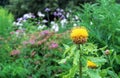 Yellow Giant Cornflower Centaurea macrocephala in the summer garden Royalty Free Stock Photo