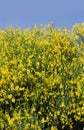 Yellow Ginestra Royalty Free Stock Photo