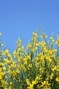 Yellow Ginestra Royalty Free Stock Photo