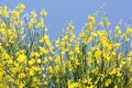 Yellow Ginestra Royalty Free Stock Photo