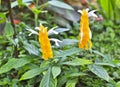 Yellow ginger, tropical flower with white wings