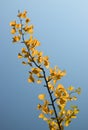 Yellow gingko