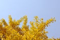 Yellow gingko