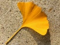 Yellow gingko biloba leaf on the concrete pavement tile