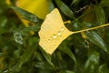 Yellow gingko biloba tree leaf covered with dew drops Royalty Free Stock Photo