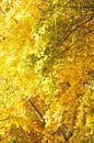 Yellow gingko branches