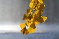 Yellow gingko leaves