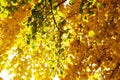 Yellow gingko leaves