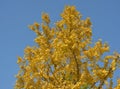 Yellow gingko leaves on the tall tree Royalty Free Stock Photo