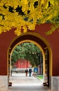 Yellow gingkoes and ancient Chinese architecture