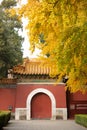 Yellow gingkoes and ancient Chinese architecture