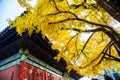 Yellow gingkoes and ancient Chinese architecture