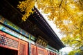 Yellow gingkoes and ancient Chinese architecture