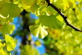 Yellow Ginkgo biloba leaf