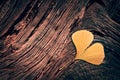 Yellow ginkgo biloba leaf in the shape of a heart on wood trunk in autumn