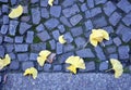Yellow Ginkgo biloba leaves on a cobblestone street