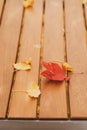 Yellow ginkgo biloba leaves and red maple leaves at wooden bench chair Royalty Free Stock Photo