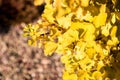 Yellow ginkgo biloba leaves in sunshine on tree branches in a Chinese garden Royalty Free Stock Photo