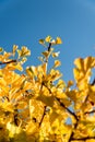 Yellow ginkgo biloba leaves on tree in sunshine against clear blue sky Royalty Free Stock Photo