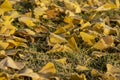 Yellow Ginkgo biloba Maidenhair tree leaves on grass in autumn with the frost Royalty Free Stock Photo