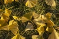 Yellow Ginkgo biloba Maidenhair tree leaves on grass in autumn with the frost Royalty Free Stock Photo