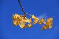 Yellow Ginkgo leaf and blue sky Royalty Free Stock Photo