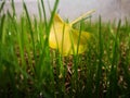 Yellow ginkgo leaf lying in the grass Royalty Free Stock Photo