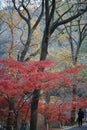 Red and Yellow Leaves at Qixia Mountain, Nanjing China
