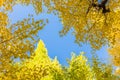 Yellow ginkgo leaves with sky as background like photo frames at icho namiki, Tokyo, Japan. Copy space background