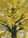 Yellow Ginkgo tree branch yellow leaves Autumn season Nature Background