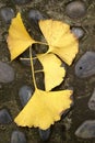 Yellow ginkgo tree leaves on the ground Royalty Free Stock Photo