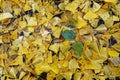 Yellow ginkgo tree leaves lying where they fell in autumn Royalty Free Stock Photo