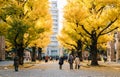 Yellow ginkgo trees at Yasuda auditorium, The University of Tokyo, Japan