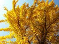 Yellow ginko biloba tree