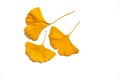 3 yellow ginko leaves, autumn top view Royalty Free Stock Photo