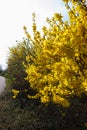 yellow ginster at german springtime