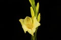 Yellow gladioli against black Royalty Free Stock Photo