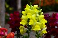 Yellow Gladioli flower Royalty Free Stock Photo