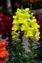 A Yellow Gladioli Flower taken in flower garden Royalty Free Stock Photo
