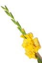 Yellow gladiolus flower Royalty Free Stock Photo