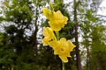 Yellow Gladiolus flower sword lily with wet drop of water and Royalty Free Stock Photo